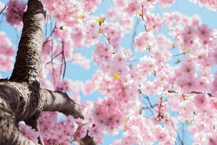 Lente bloesems