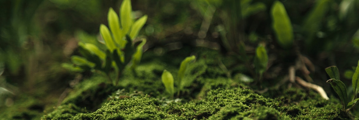 HEADERBEELD BLOG PALA