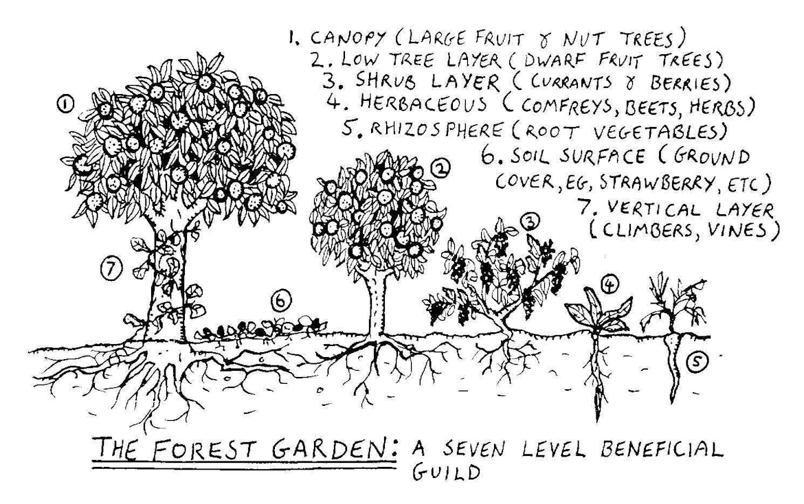 Forest garden 7 layers